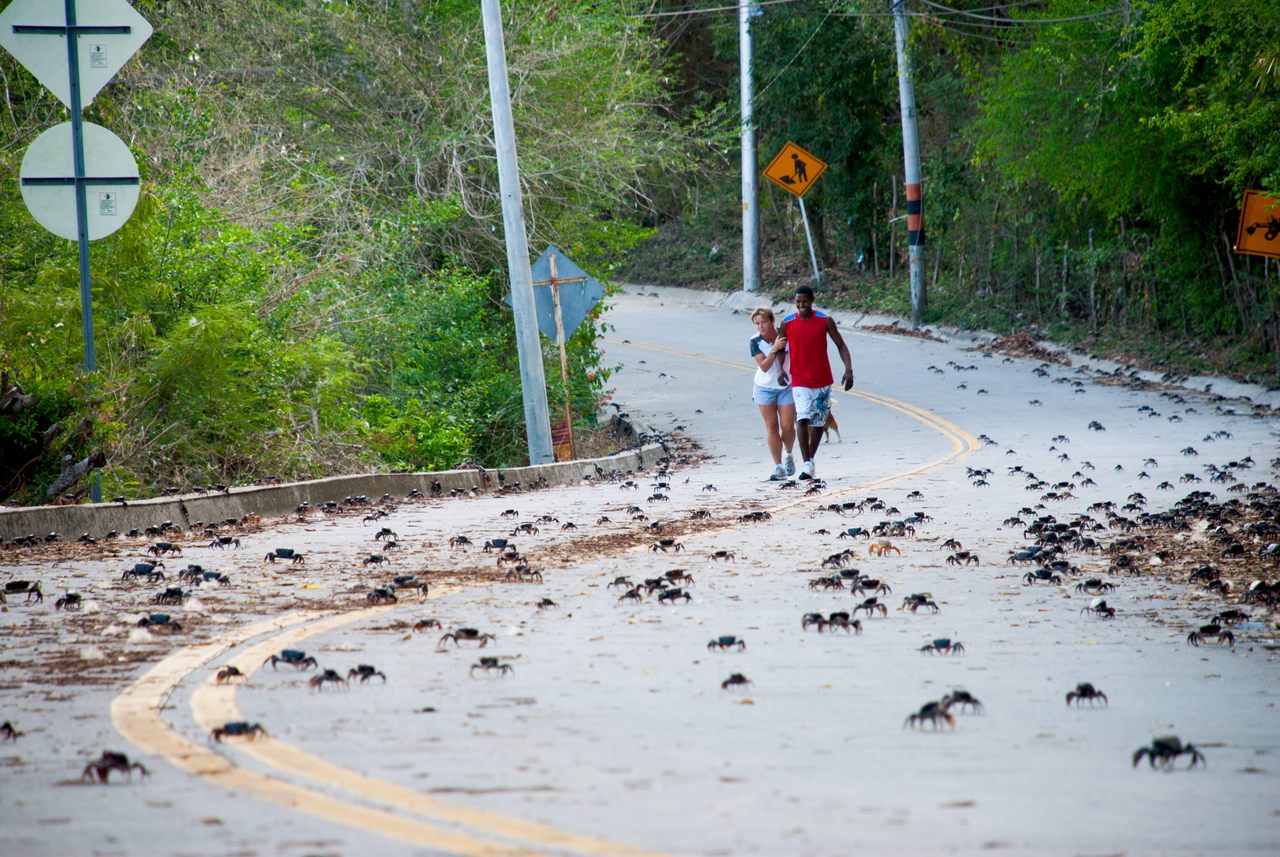 The crabs make their way across a road, while locals evade them. 