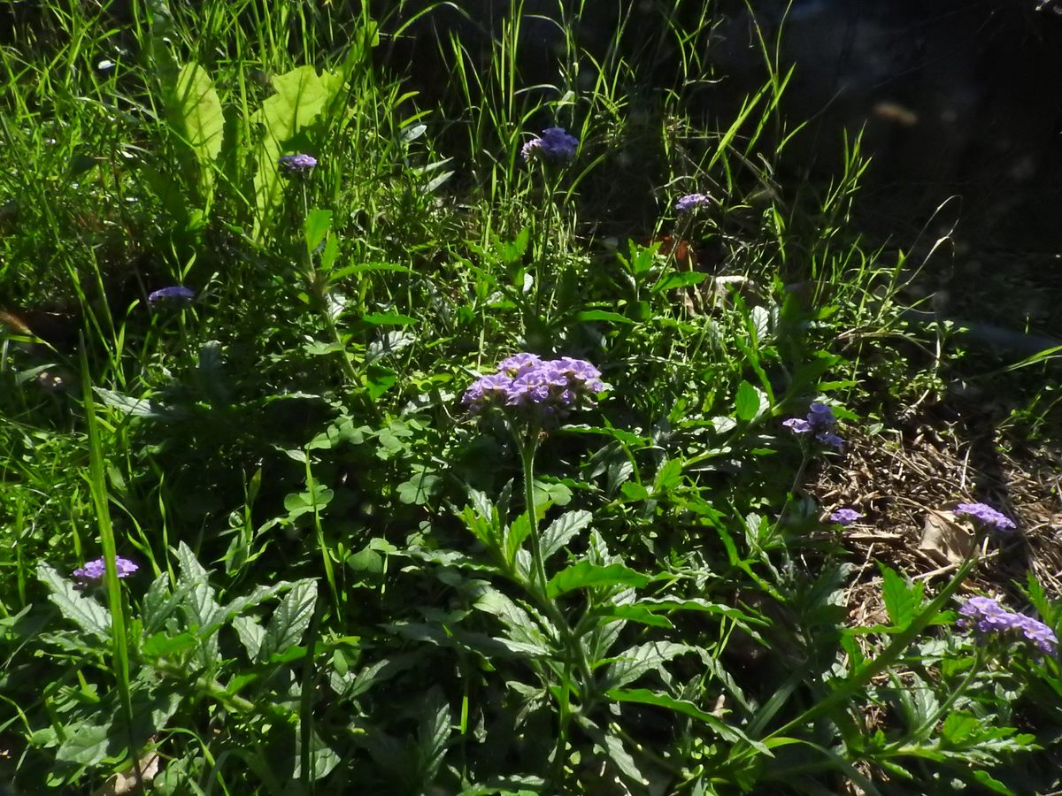 It is thought that Bologna's only creeping heliotrope (<em>Heliotropium amplexicaule</em>) descended from the specimen documented in 1894.
