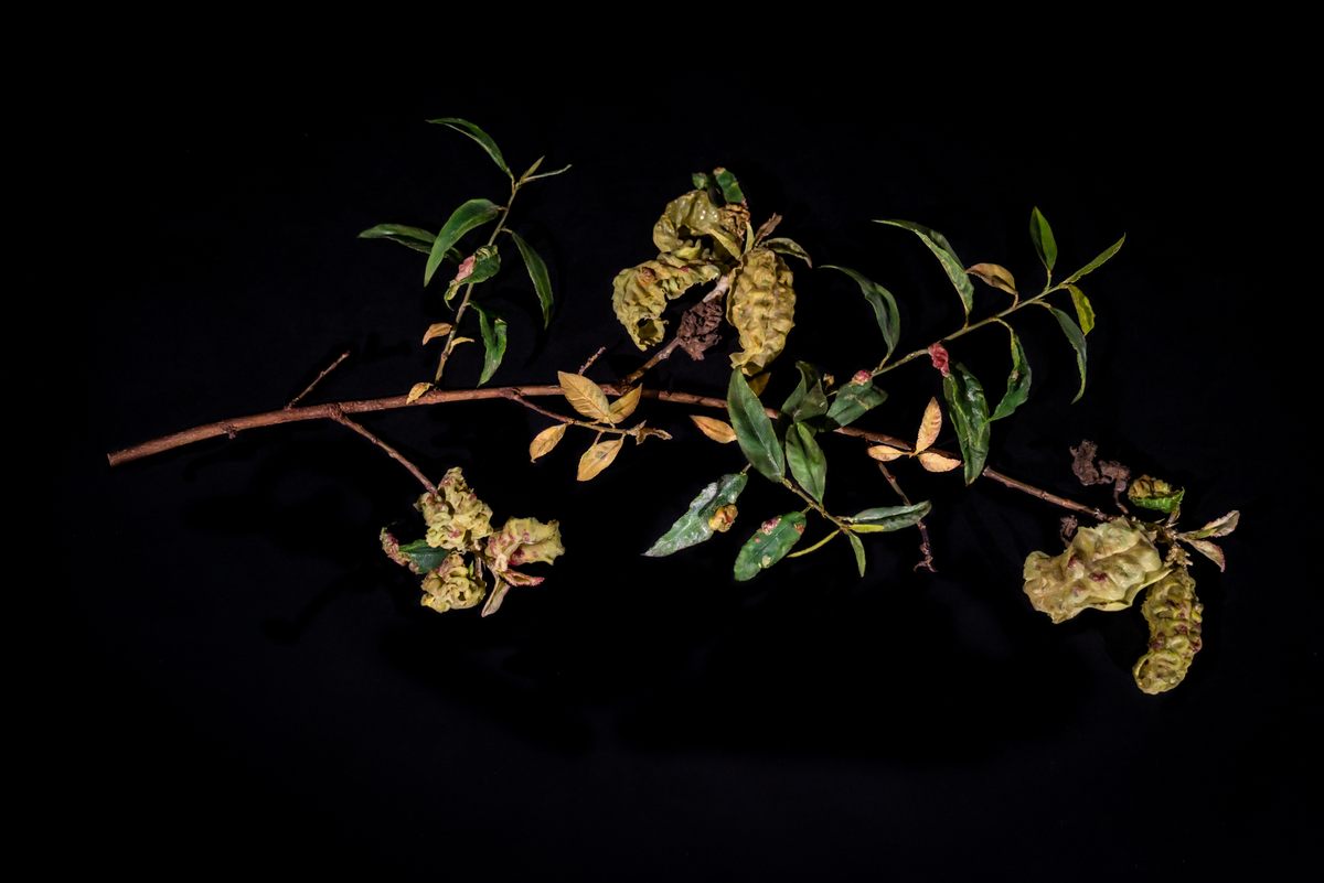 A glass branch of a peach tree, <em>Prunus persica</em>, having a rough go of it.