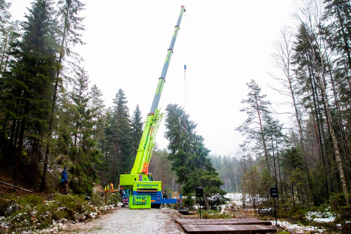 This year's gift from Norway to England looked a little healthier before it was sawed down and sent on its way to London.