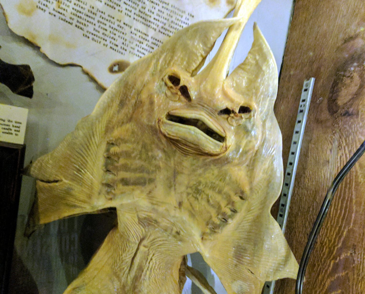A Jenny Haniver, or devil fish, on display at the Museum of the Weird in Texas.