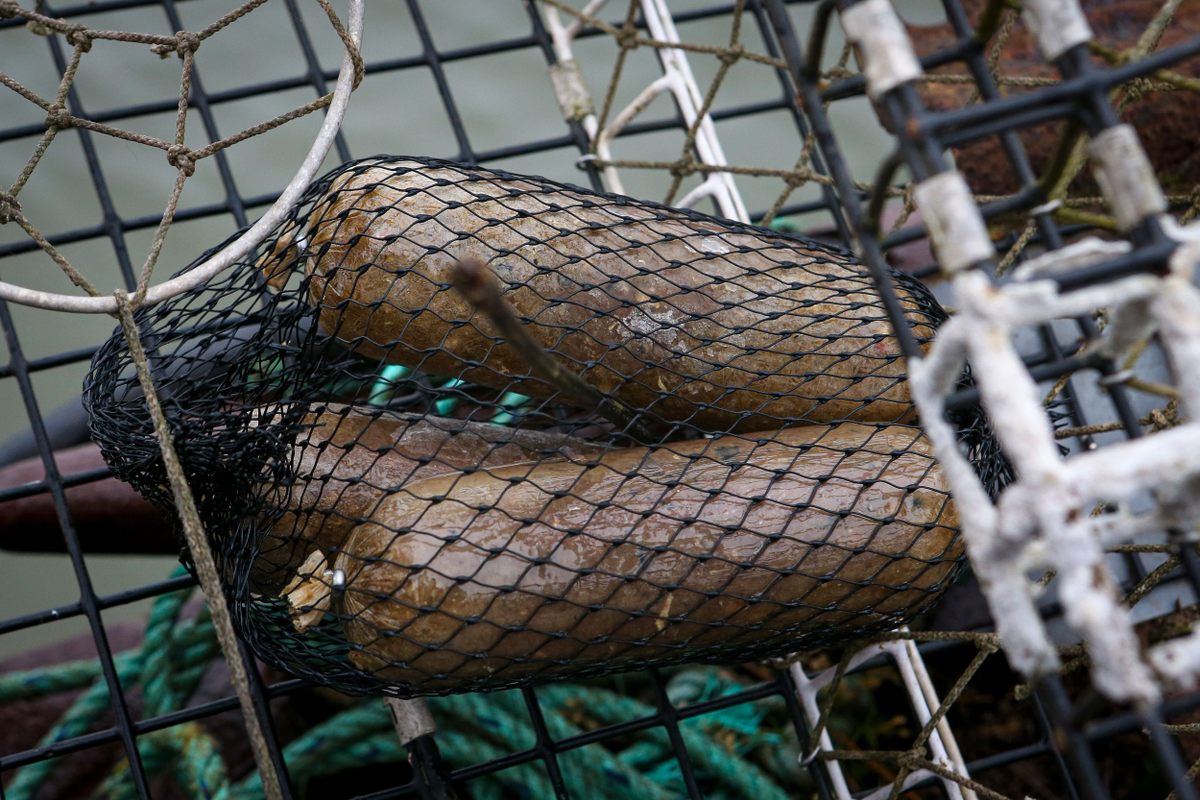 Fish-byproduct sausages from Bait Masters, destined for lobster traps, not dinner plates.