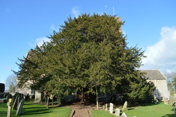 The Much Marcle Yew Tree