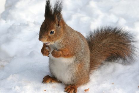 A red squirrel. 