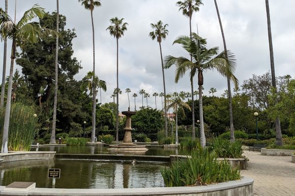 Pond, fountain and palm trees