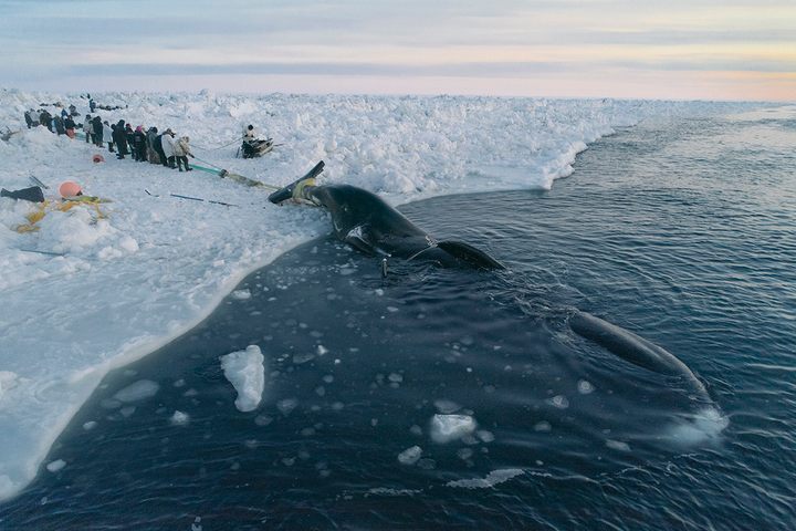 More Than 200 Whales Swim Away After New Zealand Stranding - WSJ