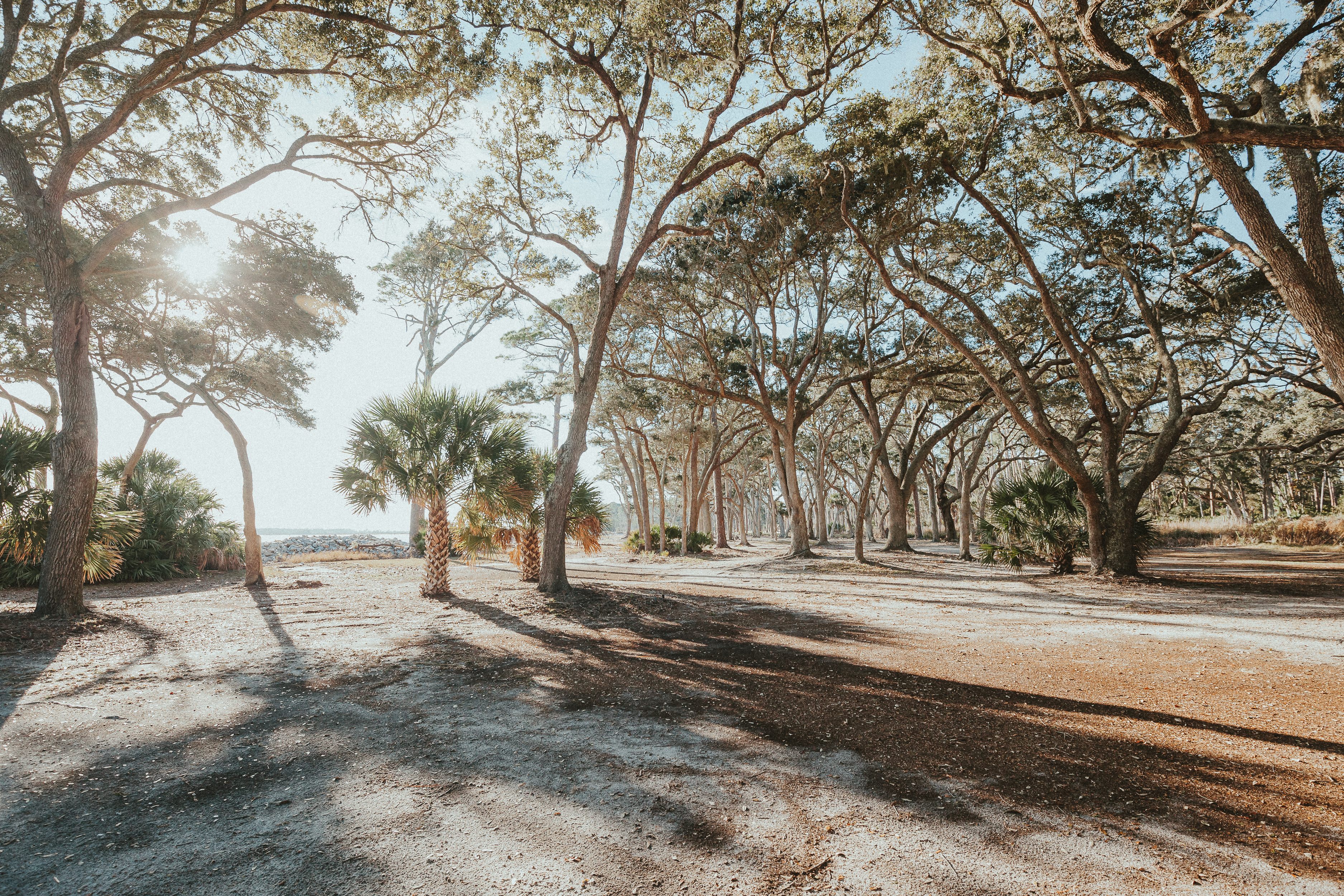 This maritime forest of live oaks sits between the Turner House and the boneyard, overlooking the Atlantic Ocean.