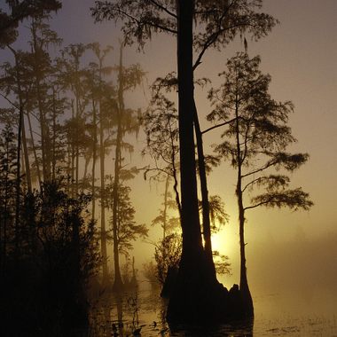 https://commons.wikimedia.org/wiki/File:Okefenokee_national_wildlife_refuge_Georgia.jpg