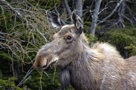 The Newfie appetite for bologna is helping control a destructive moose population.