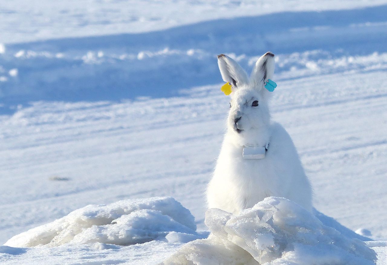 The Arctic hare BBYY traveled more than 240 miles during a seven-week period in 2019.