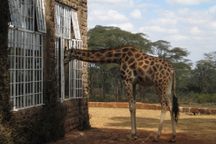 Giraffe eating breakfast with guests at Giraffe Manor
