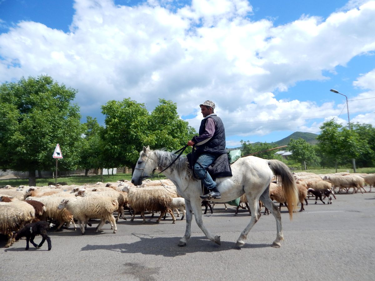 On the road to Dmanisi, traffic jams involve sheep.