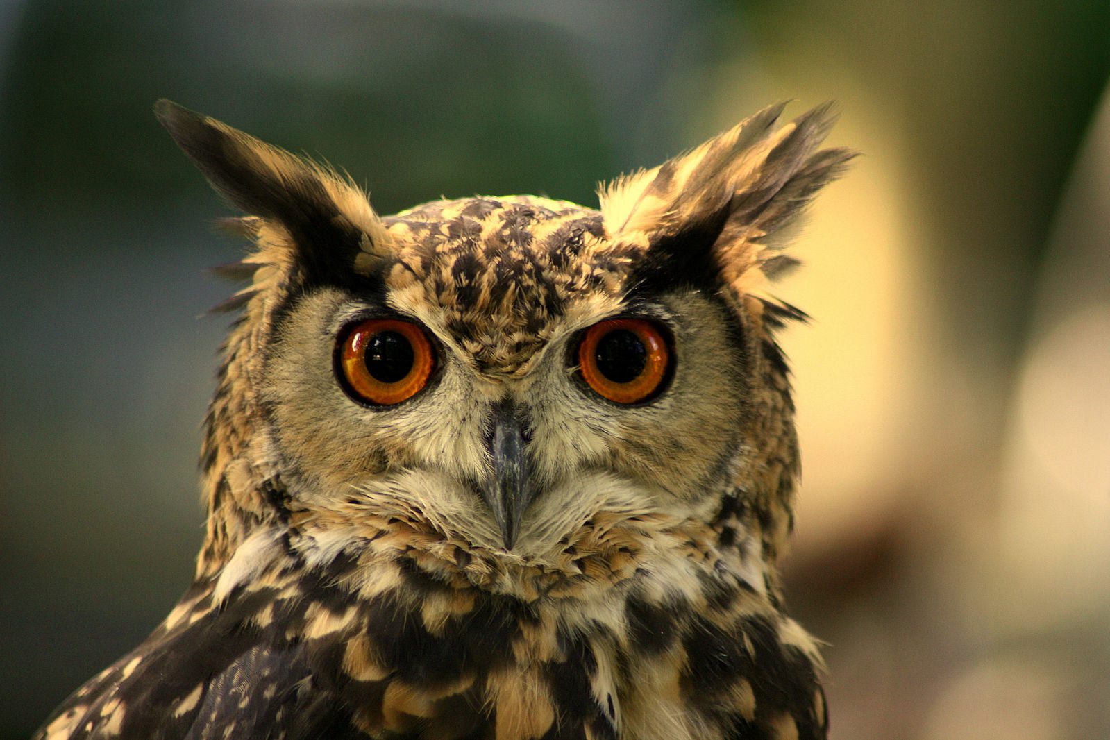 Is this owl a who or a that?