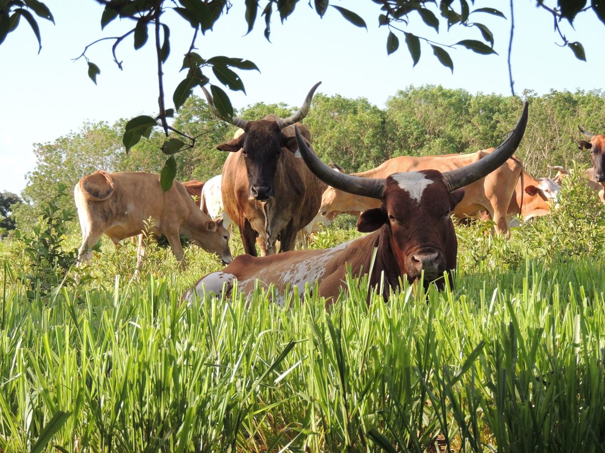 Their horns make them much more able to defend themselves from big predators than cattle more commonly raised in Brazil.