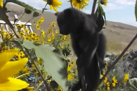 Watch a Kitten Get Rescued After Becoming Stuck in a Sunflower