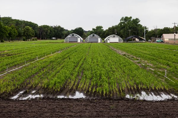 Charles E. Bessey Tree Nursery.