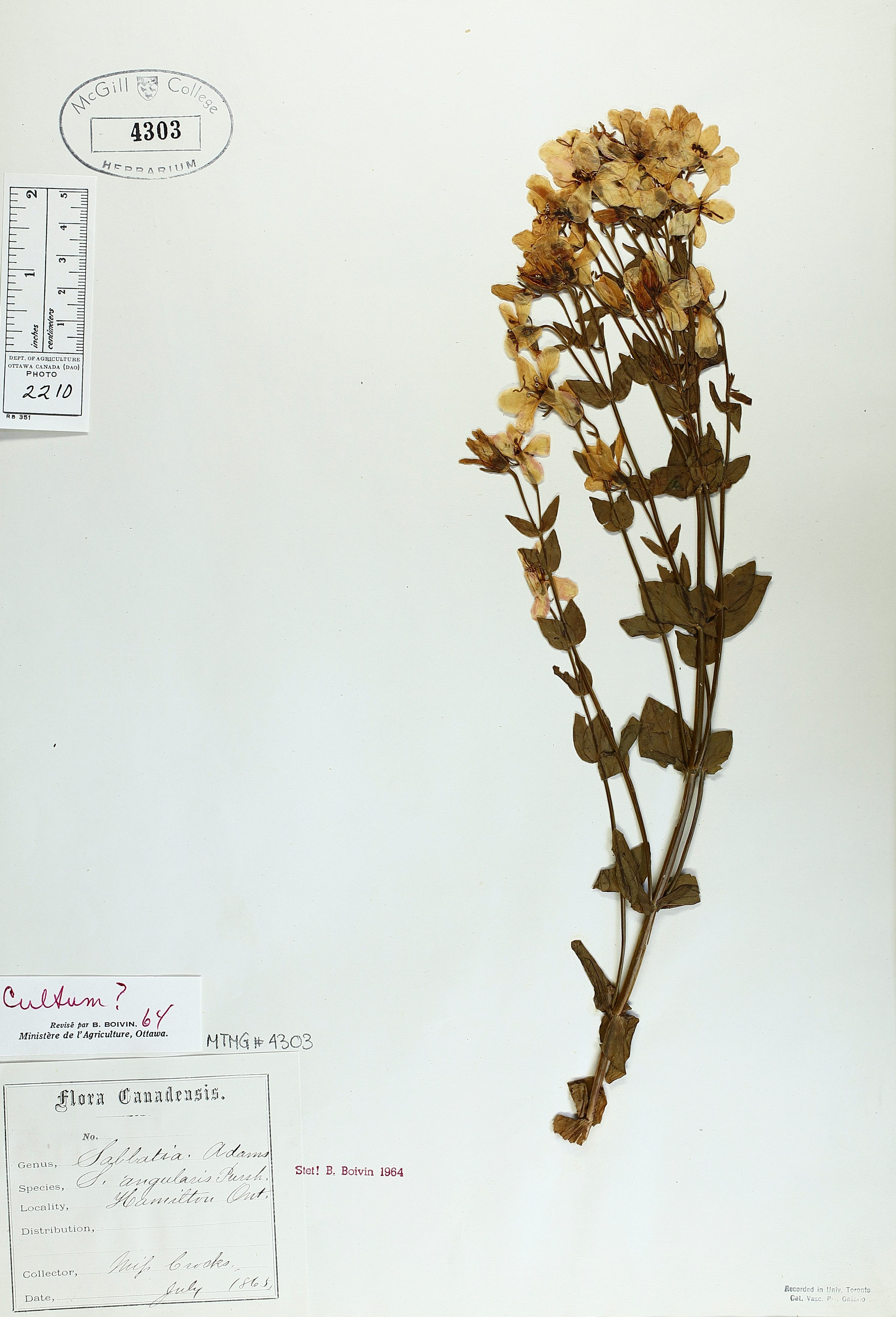 A specimen of <em>Sabatia angularis</em>, pressed by Miss Crooks.