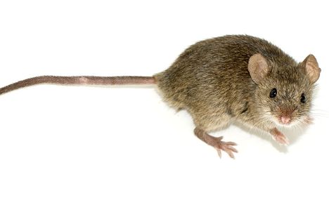 House mice are actually quite musical.