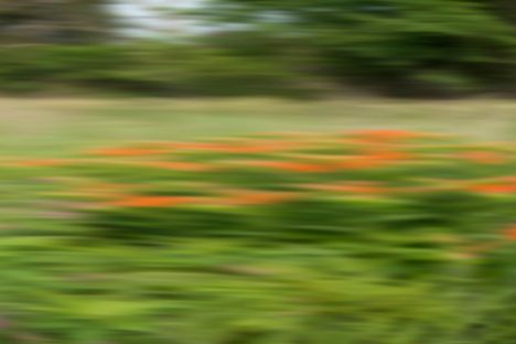 How to Identify Wildflowers Without Bothering to Get Off the Highway