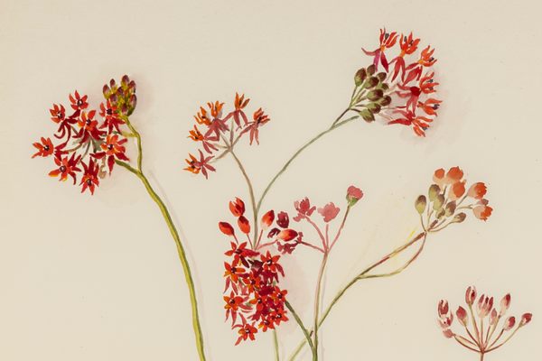 Minna Fernald's painting of  fewflower milkweed.
