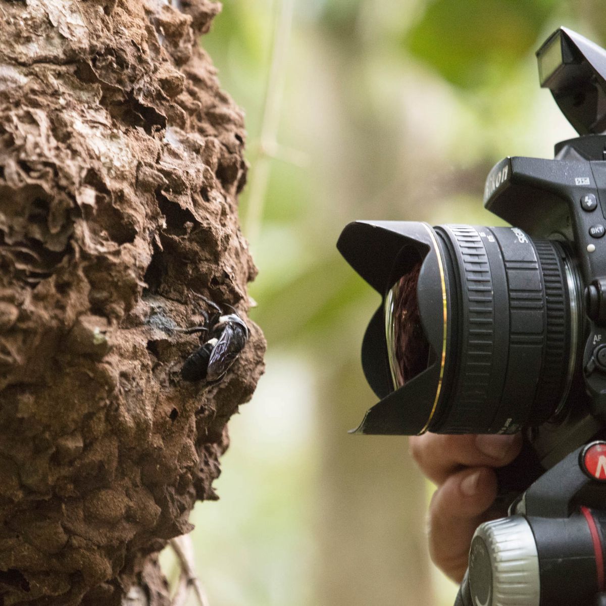 Clay Bolt takes the first ever photos of a living Wallace’s giant bee at its nest.