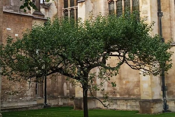 Newton's Apple Tree, Trinity College 