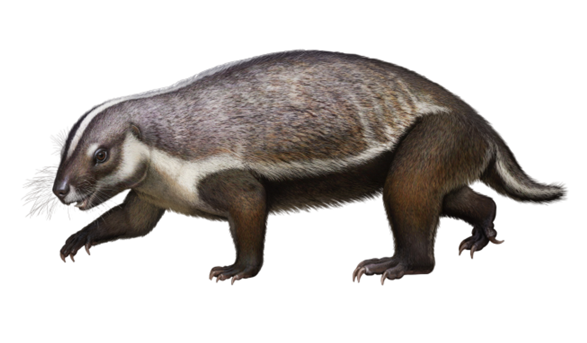 The animal's stubby legs and stumpy tail resemble a badger's. The rest of its anatomy raises more questions than it answers.