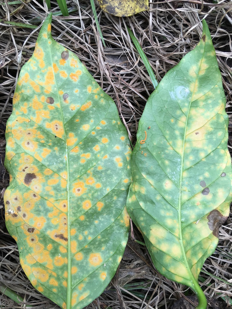 To the left, an untreated coffee leaf infected with rust; to the right, a leaf exposed to the Asian tramp snail, with requisite poop.