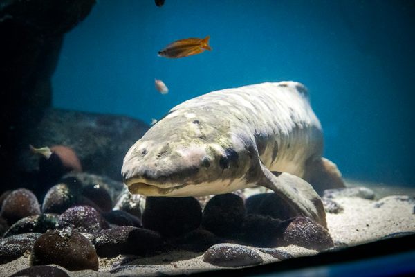 Methuselah, an Australian lungfish, is at least 86 years old, and according to her keeper, biologist Allan Jan, she shows no signs of slowing down.