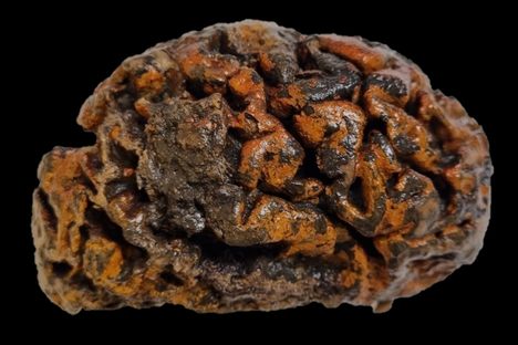 A 1,000-year-old brain of an individual excavated from a 10th-century churchyard in Belguim is still soft and wet.