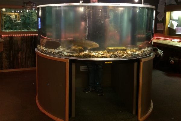 Walk or crawl through the opening to watch the fish from inside.