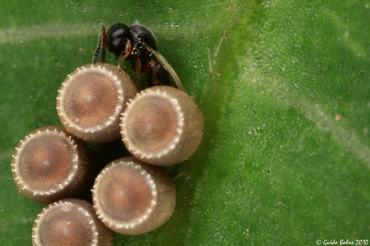 Insect on sale egg identification