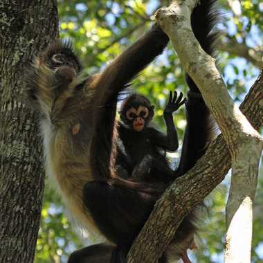 Mother and baby “Ma’ax.” 