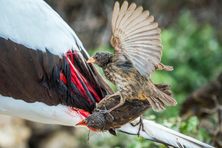 Vampire finches feed on a Nazca booby on Wolf Island.