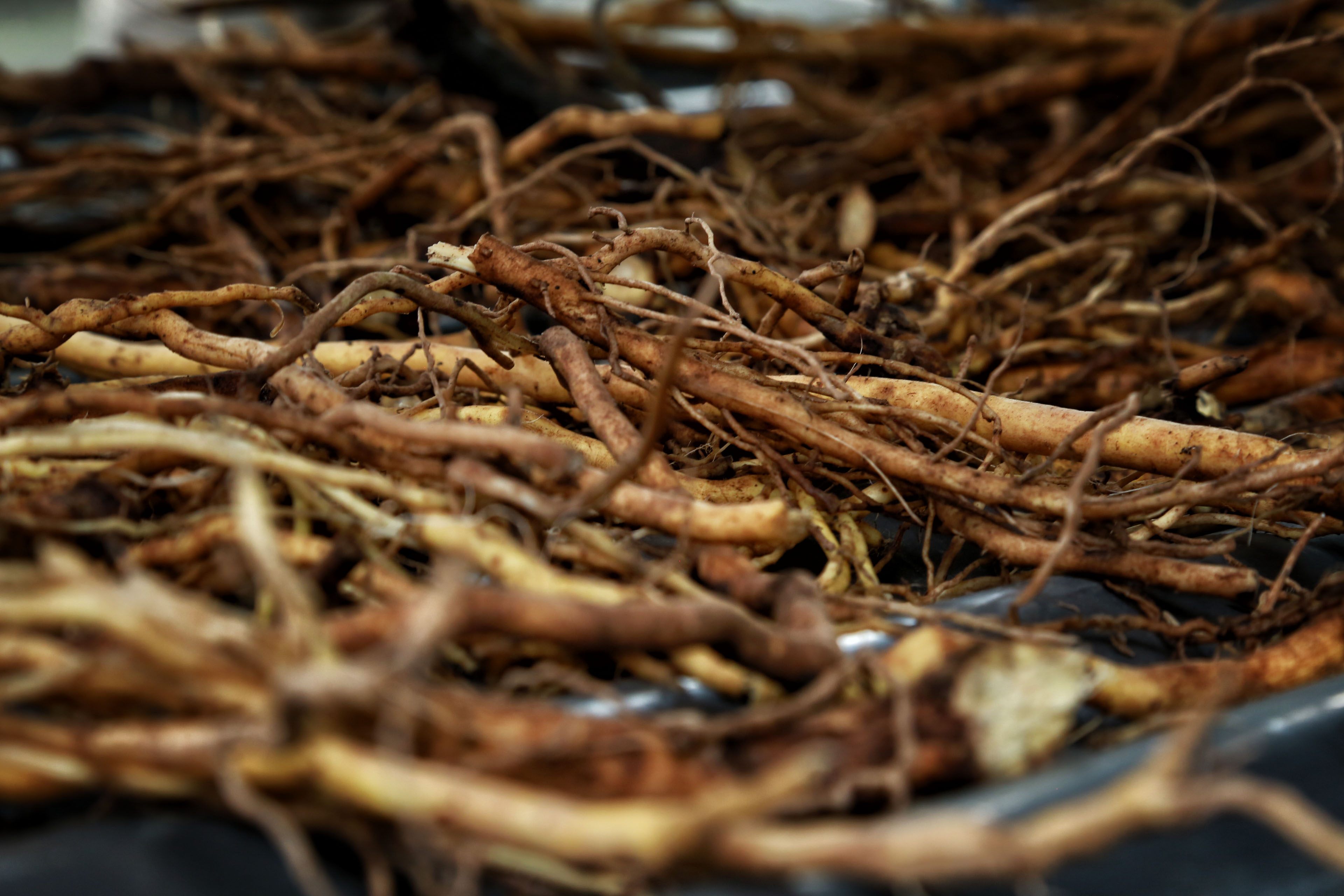 The roots of the kava plant contain compounds called kavalactones which are key to kava's calming effects.