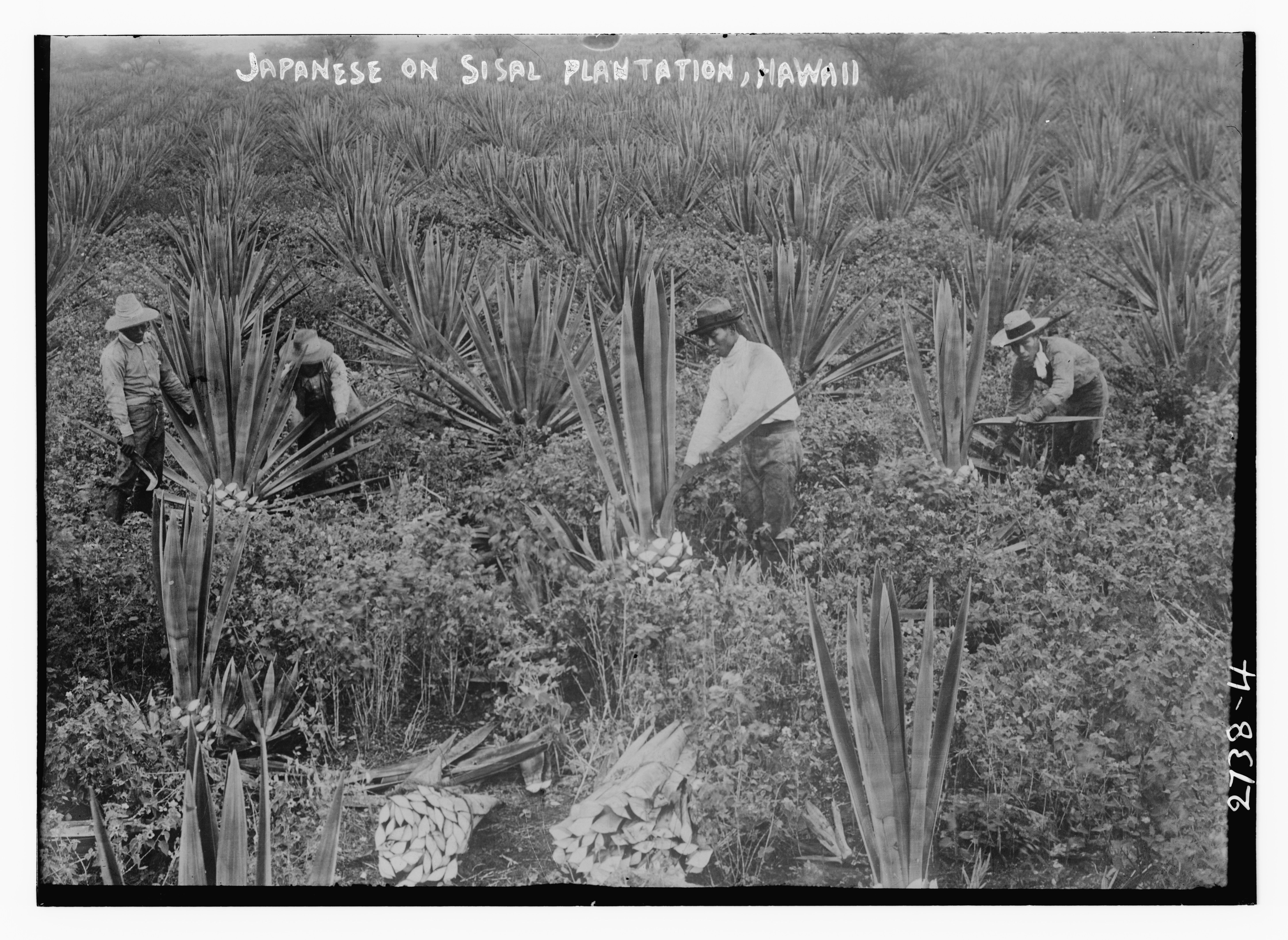 Japanese workers labor at a sisal plantation in 1910.