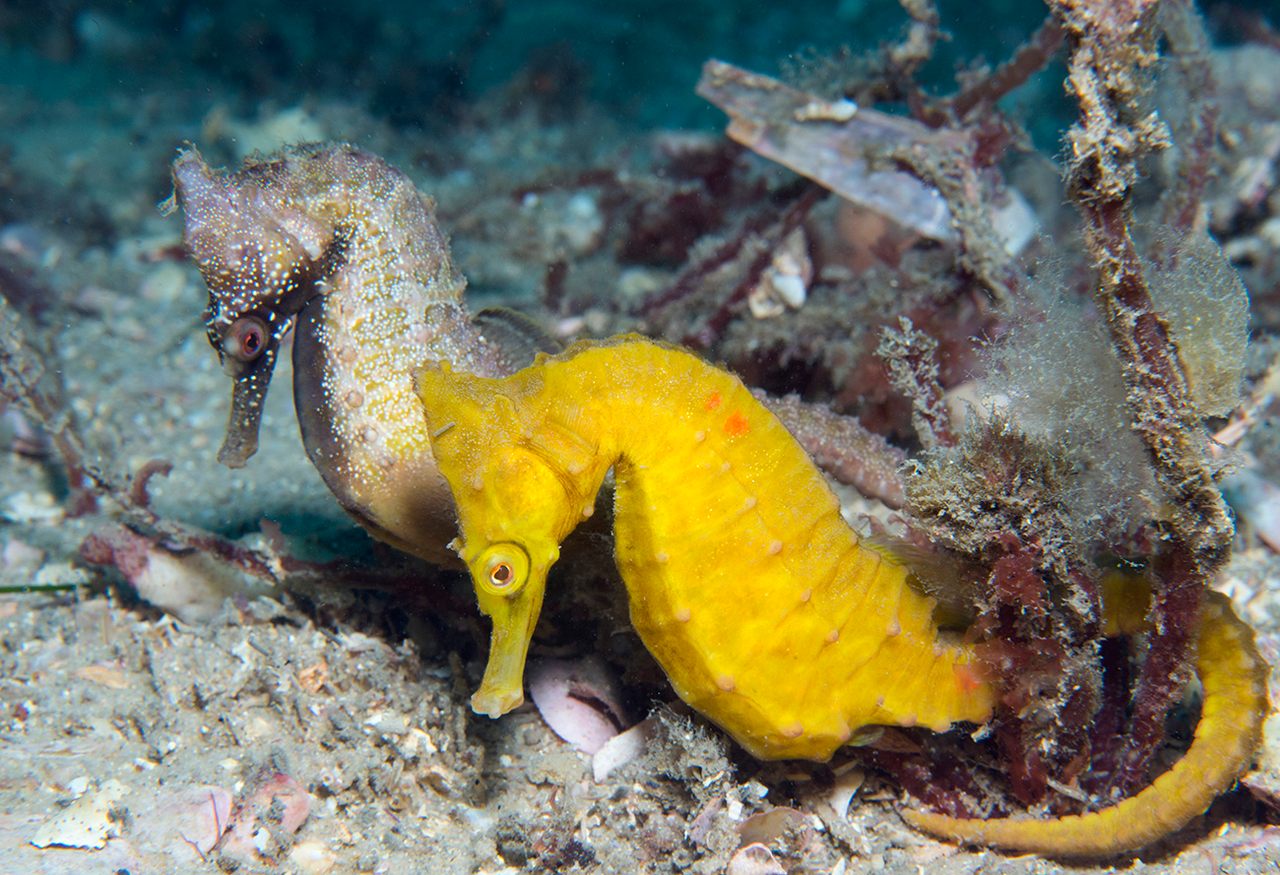 A mated pair of seahorses researchers have named Dusk and Dawn.