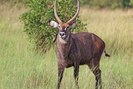 A male waterbuck and an unlikely tsetse fly meal.