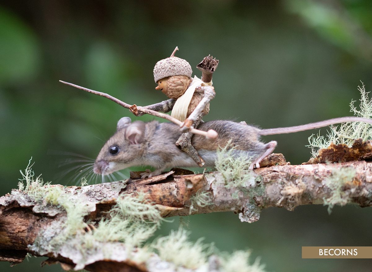 Why Acorns Attract Rodents To Your Maine Property & Home