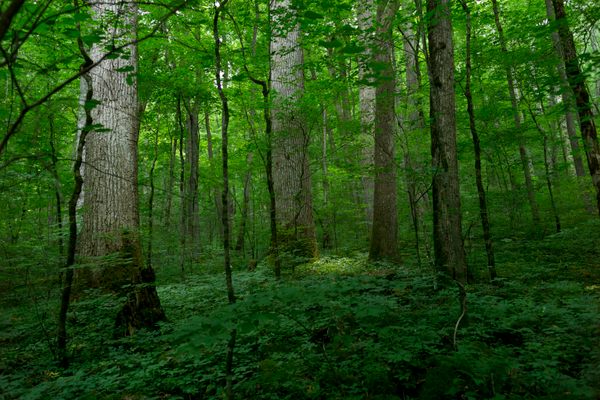 Many of the trees in this old-growth forest are centuries old.