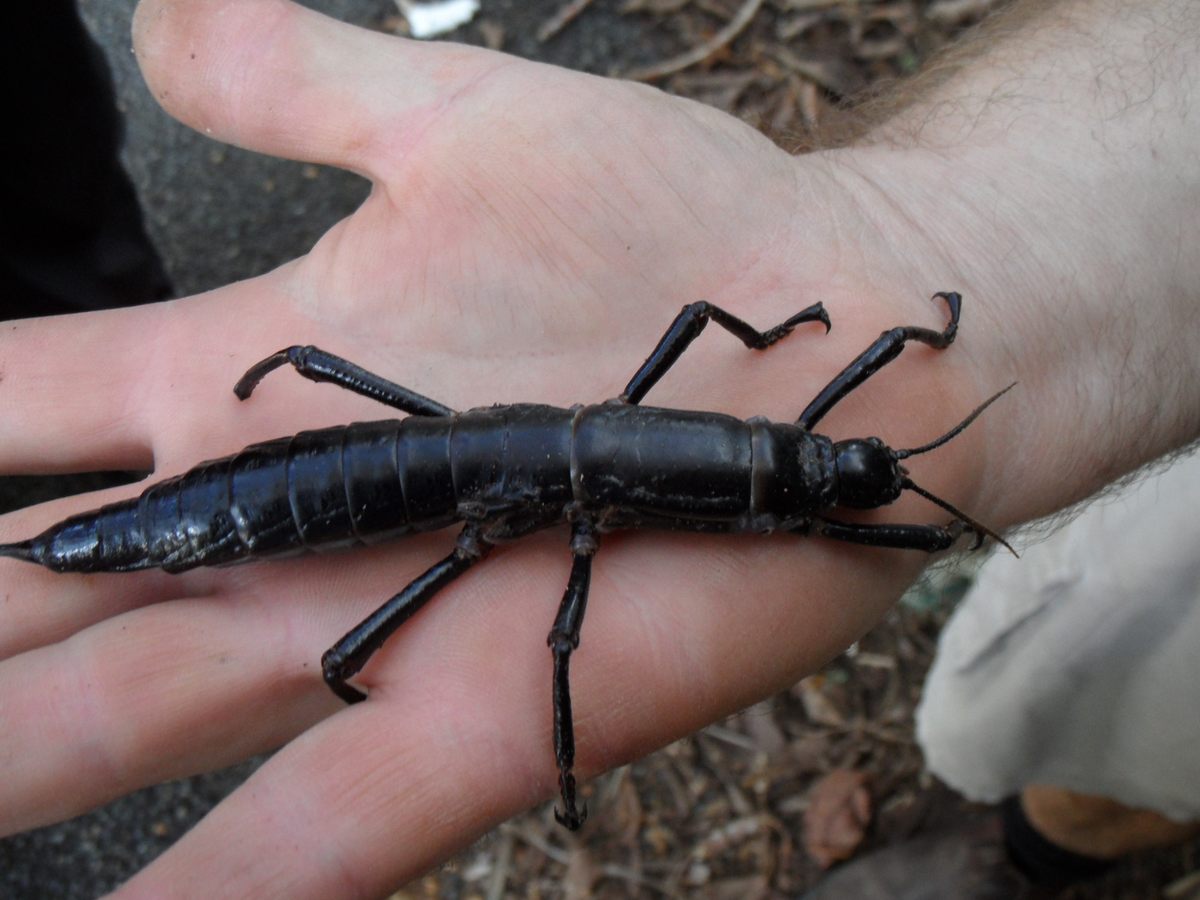 Critter-crazy kids will geek out over <em>Dryococelus australis</em>, the rare insect also known as a "tree lobster."