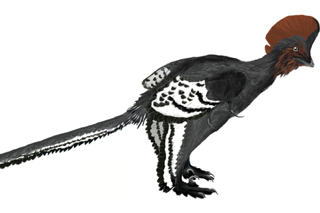 An illustration of the red-headed Anchiornis.