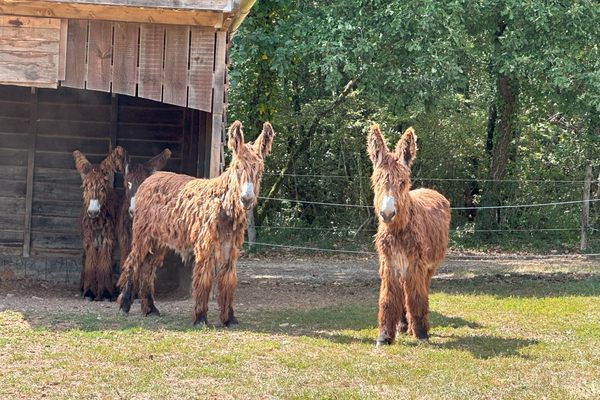 Young donkeys in the field
