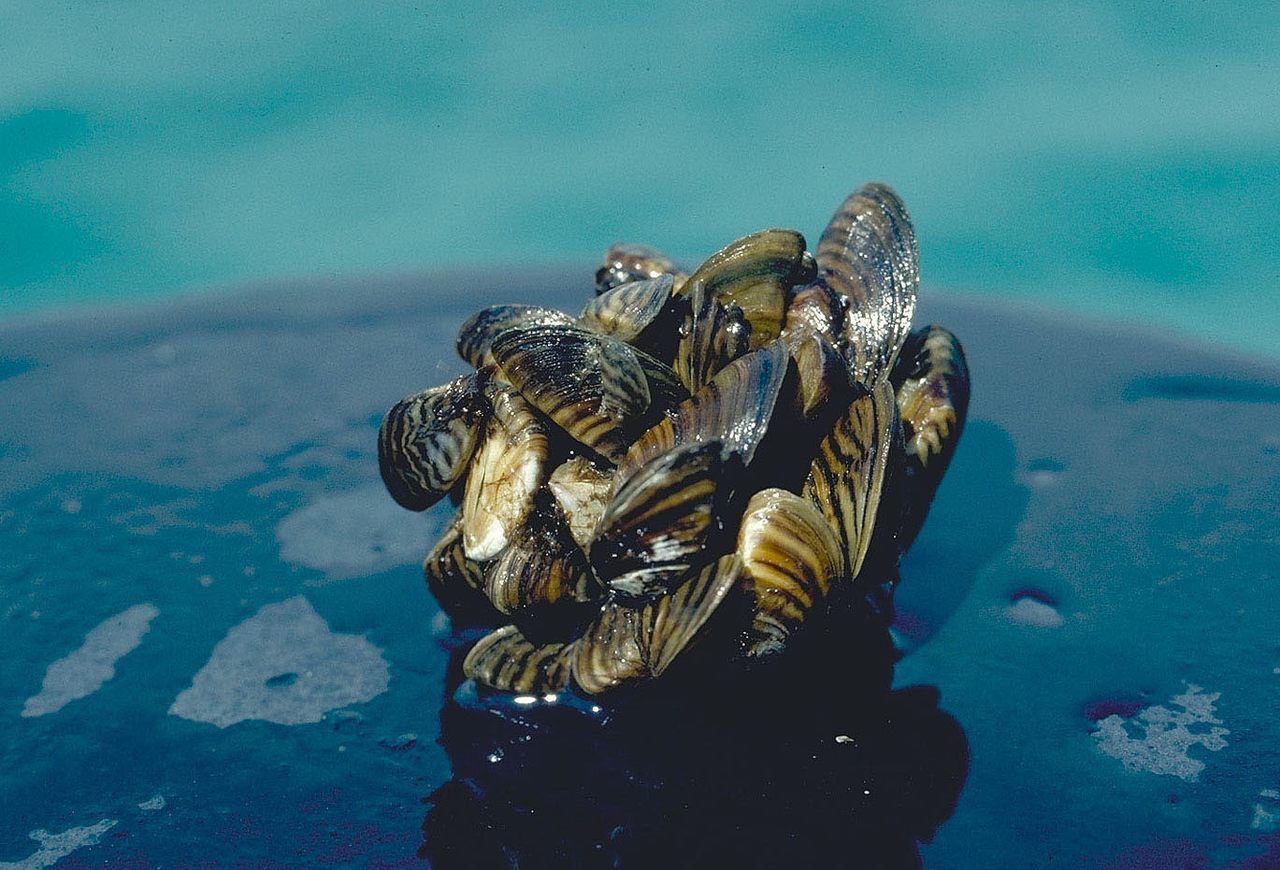 Several thousand zebra mussels can occupy just a square meter of space.