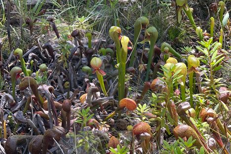 Pitcher Plants