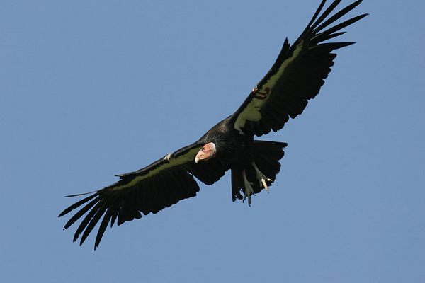 A California condor, the largest North American bird with a wingspan of up to 10 feet.