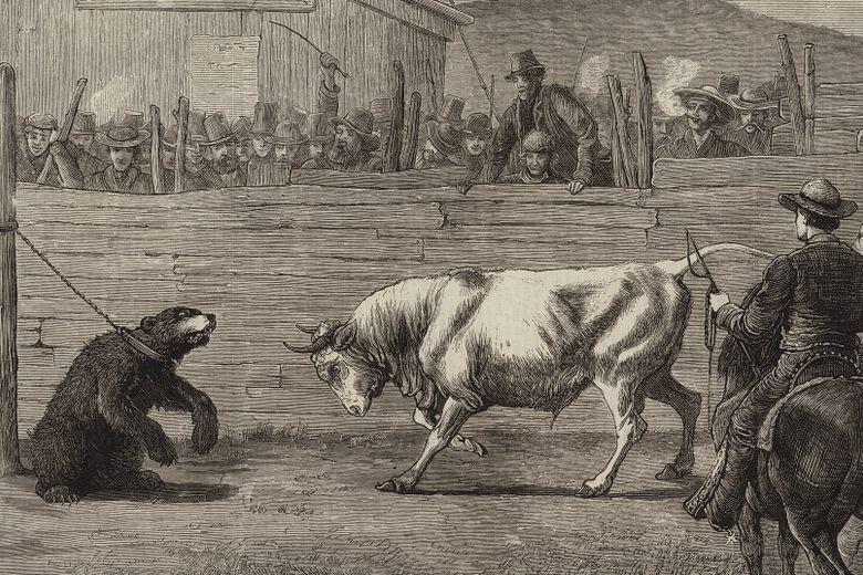 The Brutal Bull-and-Bear Fights of 19th-Century California - Atlas Obscura