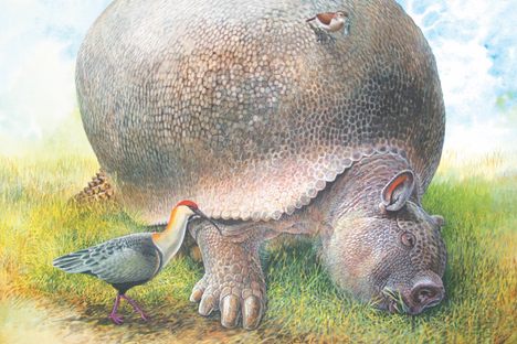 A key-footed glyptodon.