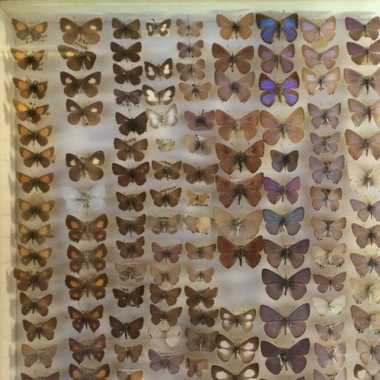 One of many cases of butterflies at the Daintree Entomological Museum.