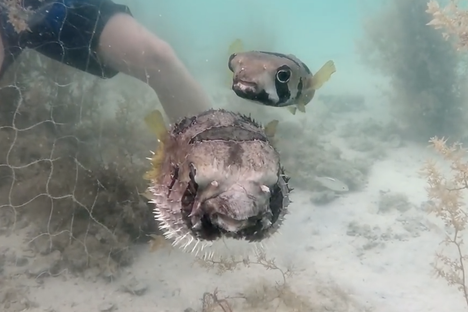 Porcupinefish Refuses to Abandon Ensnared Best Friend